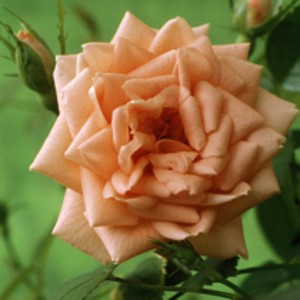 ANGELA RIPPON (miniature)